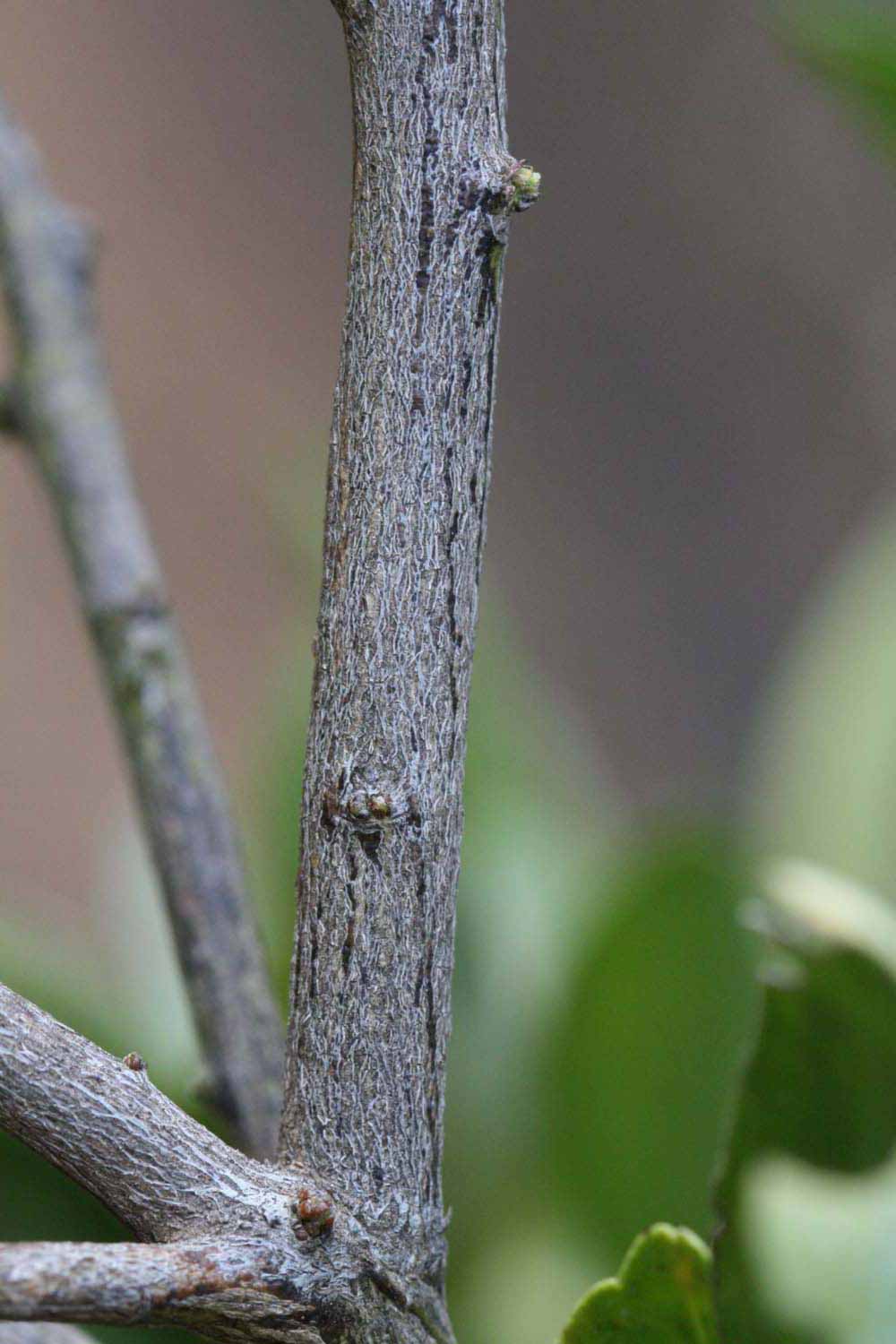              Second - third year twig (Riverside, CA)       